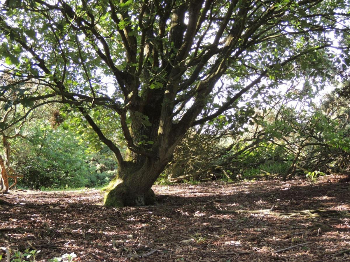 צ'ידל Wyldwood Lodge מראה חיצוני תמונה