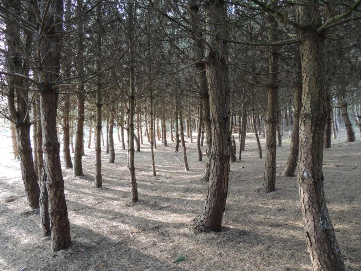 צ'ידל Wyldwood Lodge מראה חיצוני תמונה
